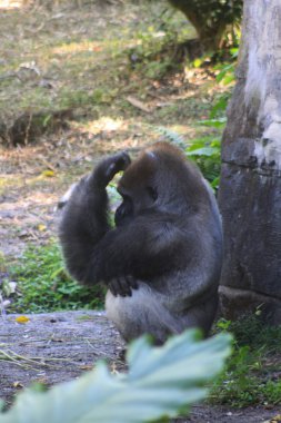 Hmmm! Şu muzları nereye koydum? Gümüş geri Gorilla bir şey düşünüyor gibi görünüyor.
