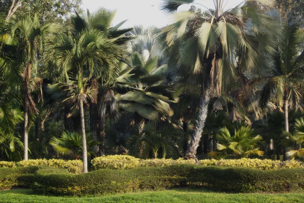 Tayland jungle