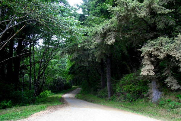 Red Wood ormanı 'na gidiyoruz.