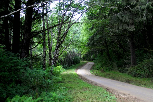 Along the brown dirt road in the forest Red Wood Forest that is Located in N. California