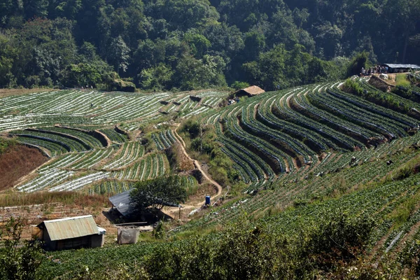 Çilek Fields sonsuza kadar Tayland jungles Changmai Provence 