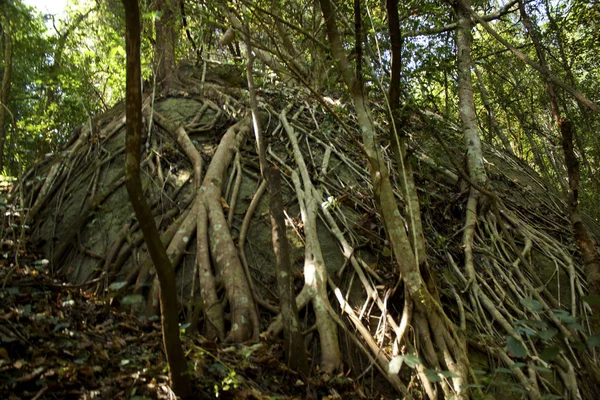 Tayland jungle