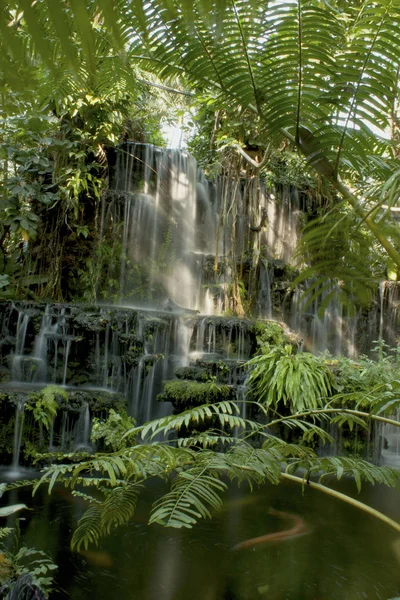 Tayland jungle
