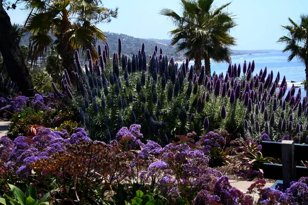 Kwiatowy Tropikalny Park Laguna Beach — Zdjęcie stockowe