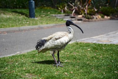 Avustralya beyaz Ibis (Threskiornis molucca). Bir çıplak, siyah kafa, uzun downcurved bill ve siyah bacakları ile ağırlıklı olarak beyaz bir kuş tüyü vardır. Kardeş familyasından kutsal aynağı.