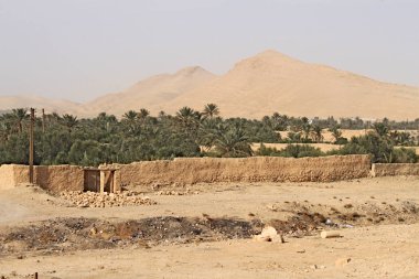 Oasis bir duvarla çevrili. Yeşil palmiye ağaçları duvar ve arka planda Palmyra antik kenti, kumlu dağların arkasında; Palmyra kalıntıları yanındaki
