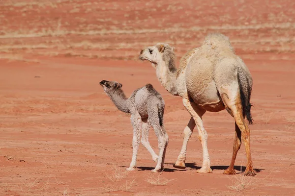 Baby Kameel Met Moeder Wandelen Rode Woestijn Wadi Rum Jordanië — Stockfoto