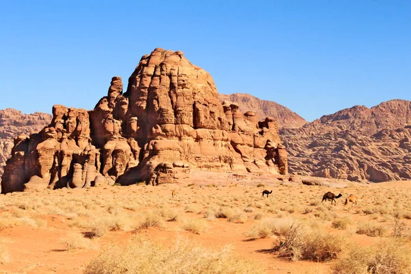 Enorme Rotsformatie Wadi Rum Woestijn Met Kamelen Rondlopen — Stockfoto