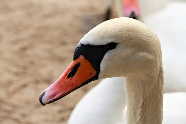Head of white swan with orange beak and open black eye.