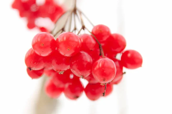Red Ripe Bunch Rowan Berries White Background — Stock Photo, Image