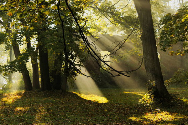 Sunny morning rays of lights among trees with autumn leaves on the ground