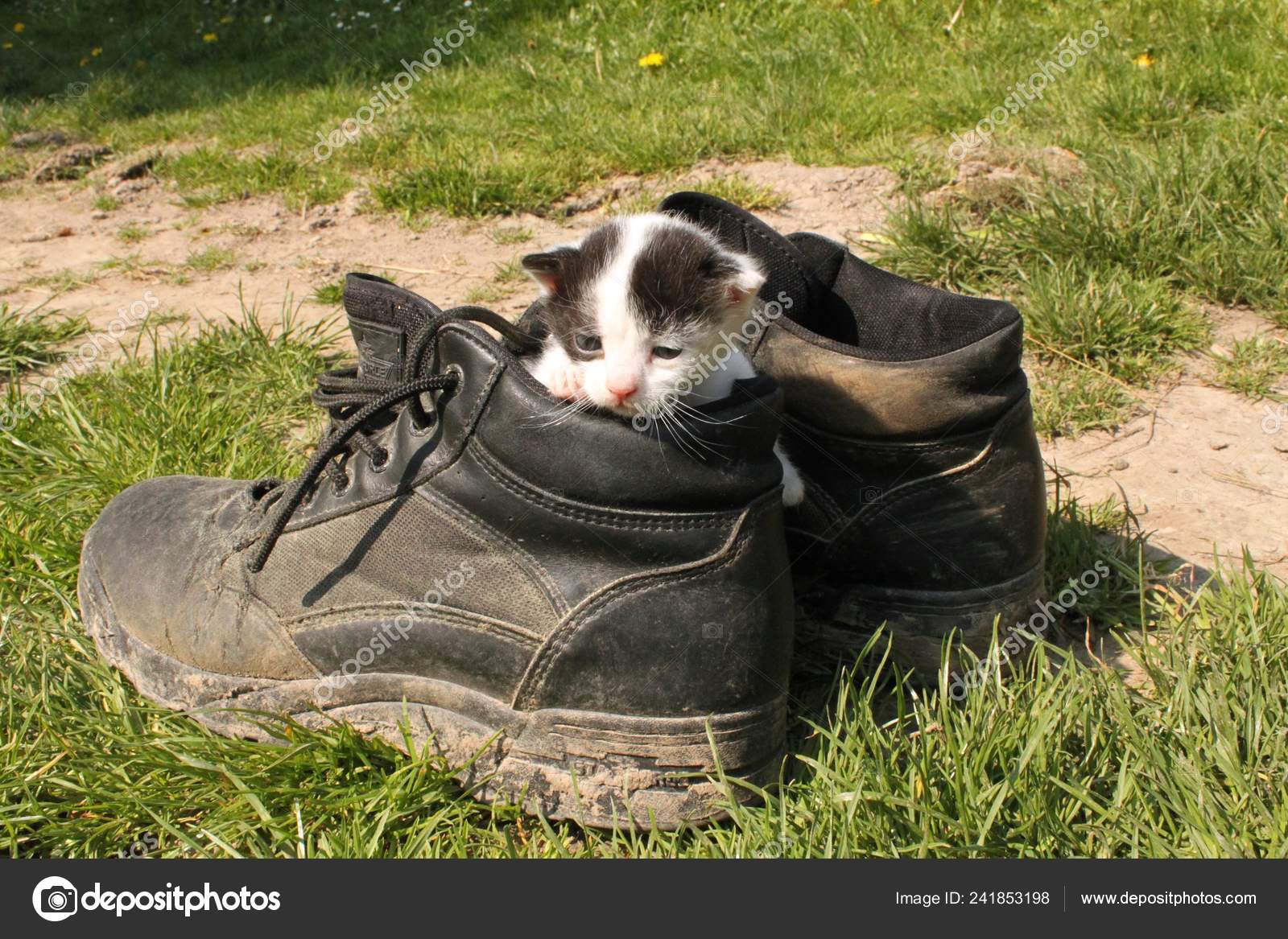 baby cat boots