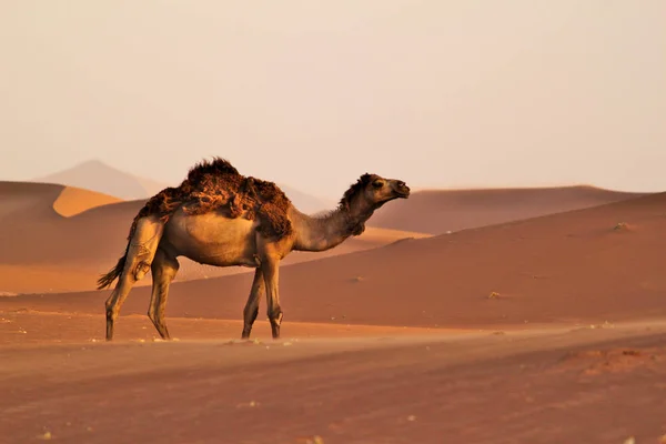 Enkele Kameel Lopen Duinen Een Woestijn Kameel Wol Zijn Rug — Stockfoto