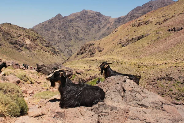 Two Goats Resting Mountains Trekking Toubkal Highest Peak Morocco — Stock Photo, Image