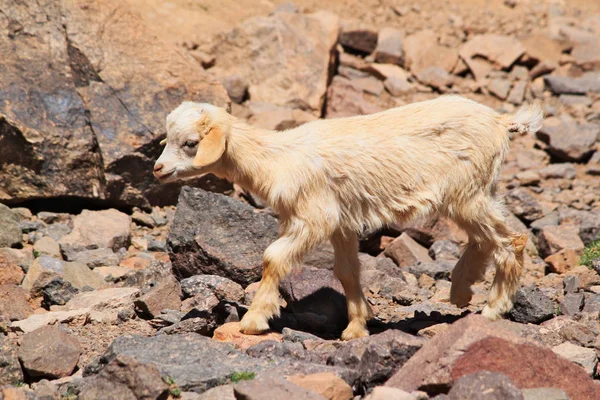 One Young Goat Walking Rocks Moroccan Mountains Trekking Toubkal Highest — Stock Photo, Image