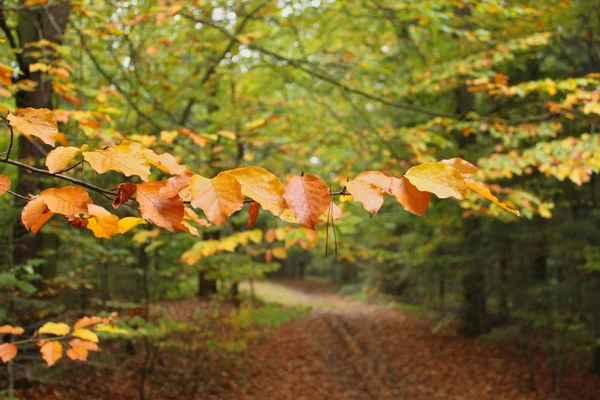 Branche Aux Feuilles Brun Jaune Arrière Plan Forêt Avec Sentier — Photo