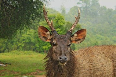 Vahşi sevgili Tayland Ulusal Park içine bakarak kafa