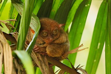 Açık gözlü yeşil yaprakları arasında gizli oturan Tarsier.