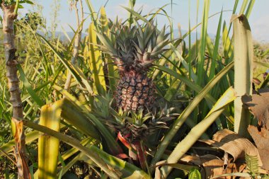 Bir büyük Olgun ananas büyüyen plantasyonda ben Asya.