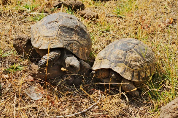 Doğal Ortamında Yürüyen Iki Vahşi Kaplumbağalar Kur — Stok fotoğraf