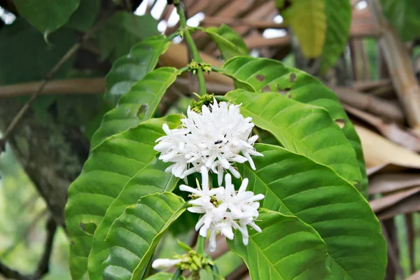 Witte Bloeiende Bloemen Van Koffieboon Plant Met Grote Groene Bladeren — Stockfoto