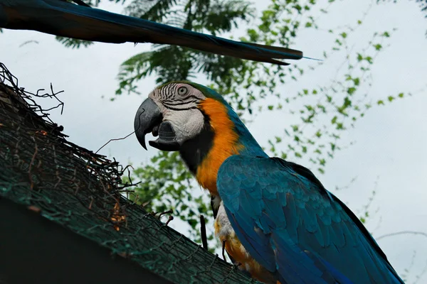 Papagaios Cor Amarela Azul Único Sentados Ramo Com Bico Aberto — Fotografia de Stock