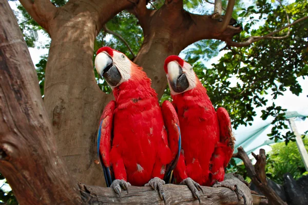 Two red blue color parrots sitting on a branch of a tree next to one another and looking in the same direction.