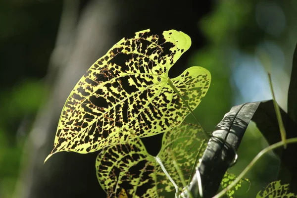 Una Gran Hoja Verde Plagada Agujeros Sido Devorada Por Gusanos —  Fotos de Stock