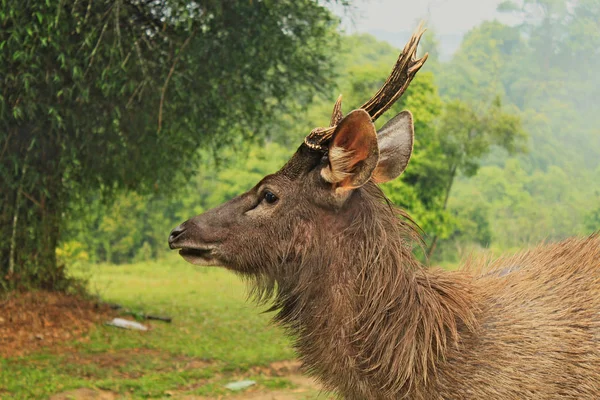 タイの国立公園で左に野生親愛なるお探しの頭 — ストック写真