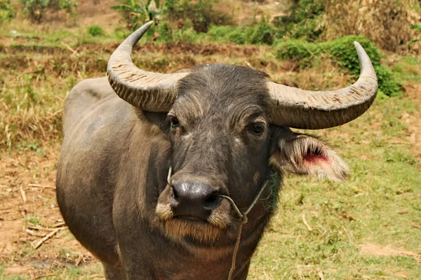 Buffel Med Horn Tittar Direkt Fotografen — Stockfoto