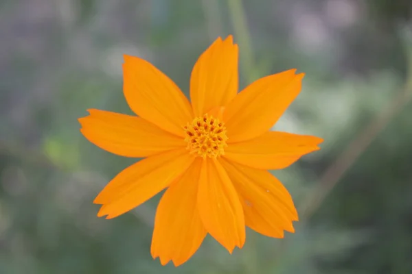 Yellow flower Abstract Geometry