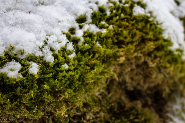 Muschio Verde Nella Neve — Foto Stock