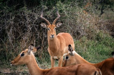 Hayvanlar vahşi yaşam. İmpala erkeği bir grup dişiyi koruyor.. 