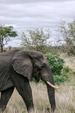 Mutlu gülümseyen fil vahşi doğada yürüyor..