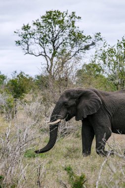 Vahşi doğada yürüyen mutlu bir fil.