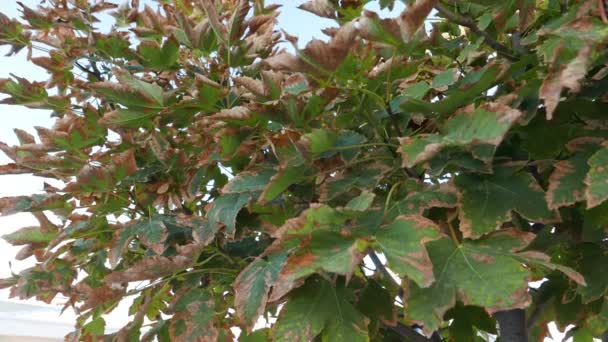 Leaves Getting Wilt Approaching Falls Season — Stock Video