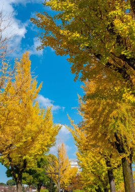 Sarı ginkgo biloba ağacı d ile arka planda Himeji kale