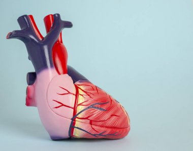 Açık mavi backgr bir insan kalbinin izole modeli Sideways
