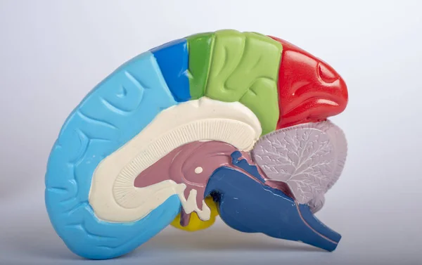 Colorful cross section of human brain anatomy.