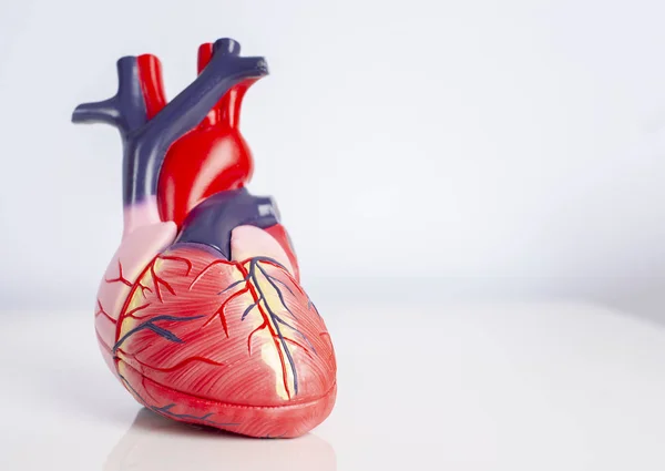 Beyaz arka plan üzerinde bir insan kalbinin izole modeli. — Stok fotoğraf