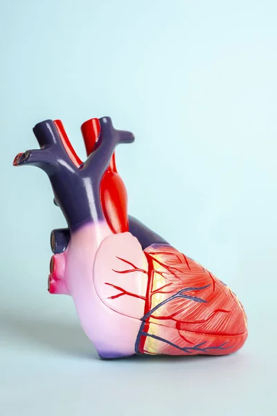 Açık mavi backgr bir insan kalbinin izole modeli Sideways — Stok fotoğraf