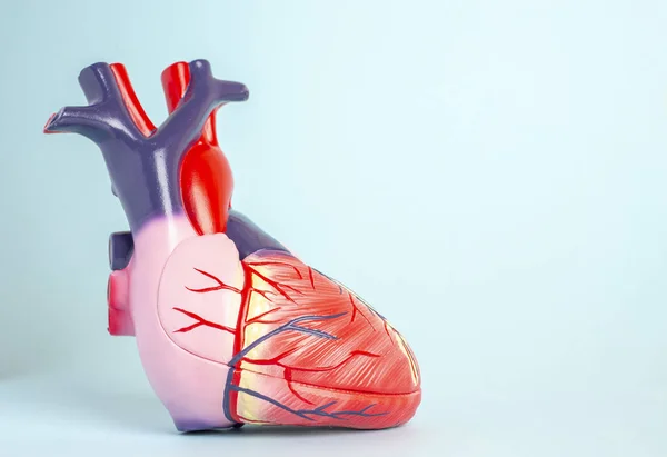 Açık mavi backgr bir insan kalbinin izole modeli Sideways — Stok fotoğraf
