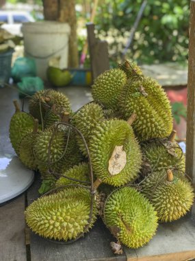 Malezya'da yerel bir meyve bahçesinden taze topalmış durian meyvesi. Olarak