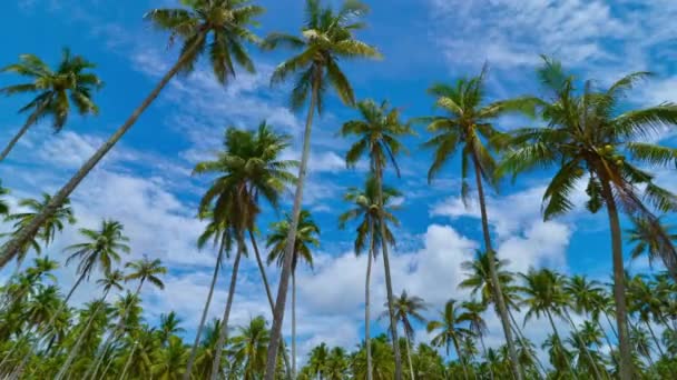 静观时间流逝的椰子树和4K中移动的云彩 — 图库视频影像