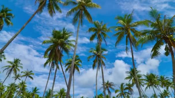 放大时光流逝的椰子树和4K内移动的云彩 — 图库视频影像