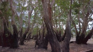 Melaleuca leucadendra 'ya yakın çekim sol ya da düşük gelgit mevsiminde ya da Güney Doğu Asya' da kurak mevsimde mersin ağacı türünden ağlayan kağıt kabuğu ağaçları ormanı.