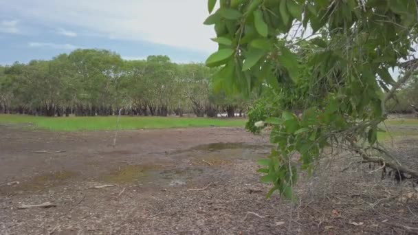 Pan Lake Drying Due Severe Weather Melaleuca Leucadendra Weeping Paperbark — Vídeo de Stock