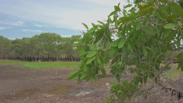 Assèchement Lac Casserole Raison Temps Violent Melaleuca Leucadendra Forêt Écorces — Video