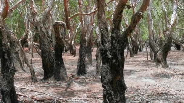 Nahaufnahme Von Melaleuca Leucadendra Oder Weinenden Paperbork Bäumen Aus Der — Stockvideo
