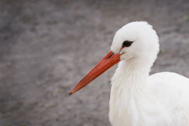 Avrupa beyaz leylek (Ciconia ciconia)